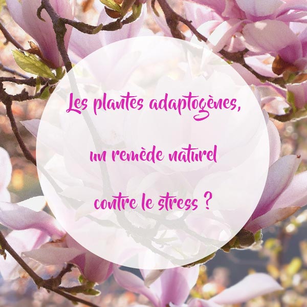 Les-plantes-adaptogènes-un-remède-naturel-contre-le-stress